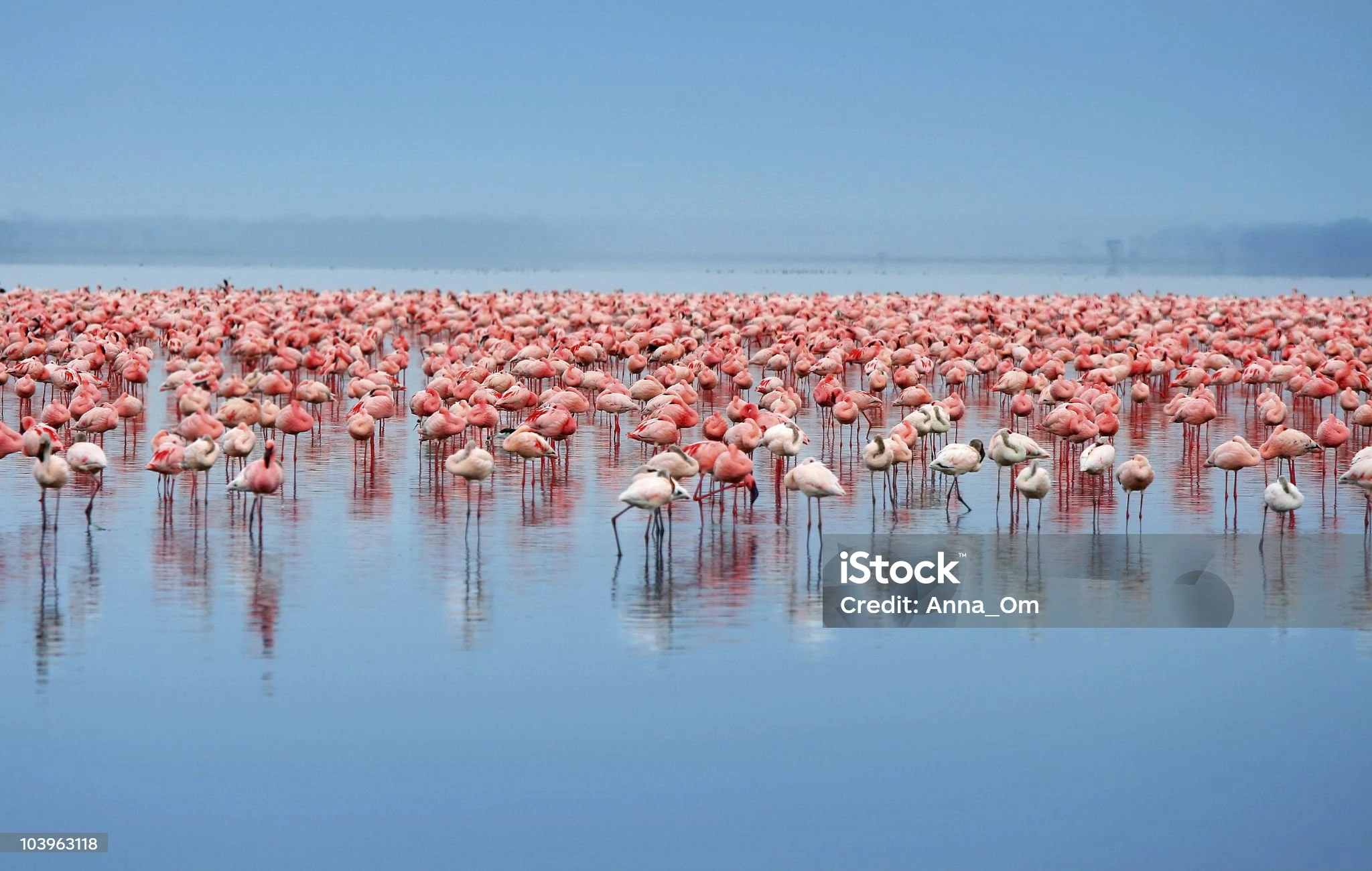 18 Day Kenya and Uganda Safari Tour